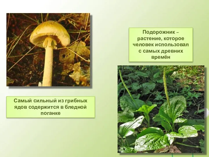 Самый сильный из грибных ядов содержится в бледной поганке Подорожник – растение,