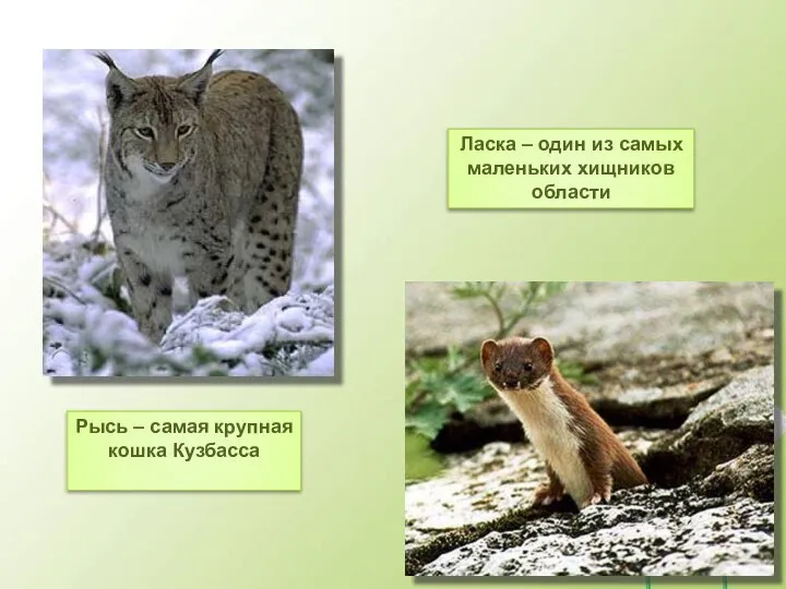 Рысь – самая крупная кошка Кузбасса Ласка – один из самых маленьких хищников области