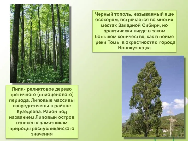 Липа- реликтовое дерево третичного (плиоценового) периода. Липовые массивы сосредоточены в районе Кузедеева.