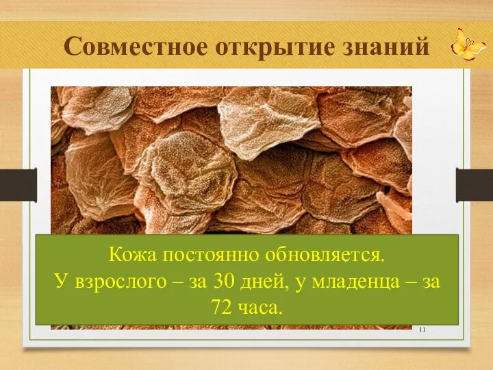 Совместное открытие знаний Кожа постоянно обновляется. У взрослого – за 30 дней,