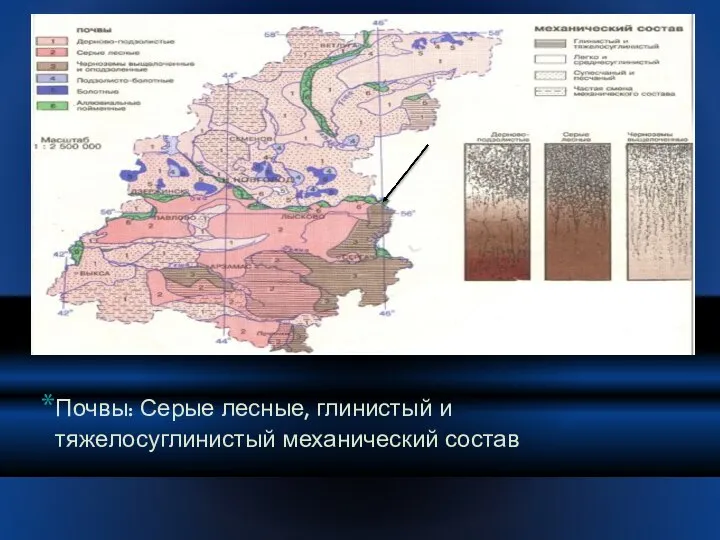 Почвы: Серые лесные, глинистый и тяжелосуглинистый механический состав