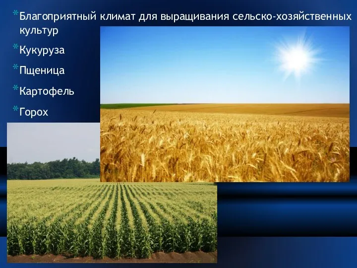 Благоприятный климат для выращивания сельско-хозяйственных культур Кукуруза Пщеница Картофель Горох Овес