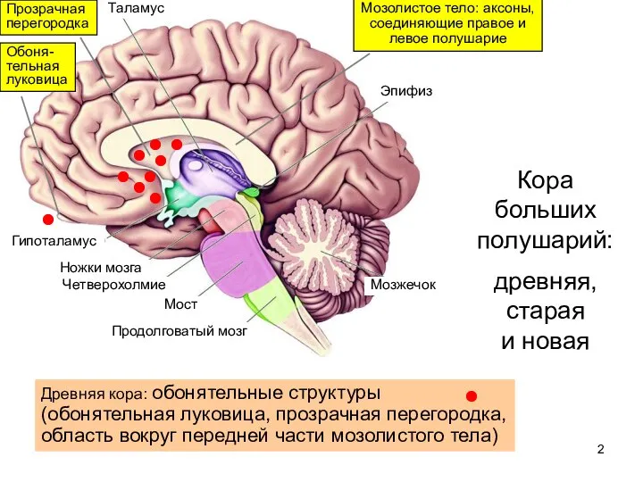 Таламус Гипоталамус Ножки мозга Четверохолмие Мост Продолговатый мозг Мозжечок Эпифиз Кора больших