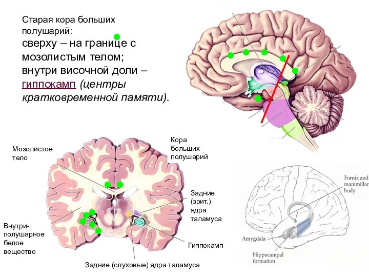 Таламус Гипоталамус Ножки мозга Четверохолмие Мост Продолговатый мозг Мо к Э из