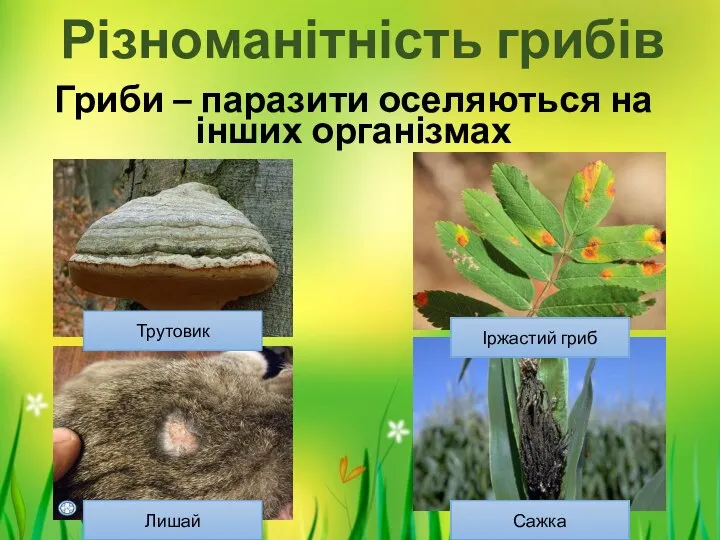 Різноманітність грибів Гриби – паразити оселяються на інших організмах Іржастий гриб Сажка Лишай Трутовик