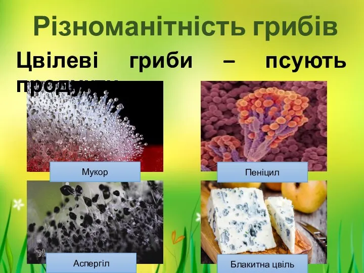 Різноманітність грибів Цвілеві гриби – псують продукти Мукор Аспергіл Блакитна цвіль Пеніцил