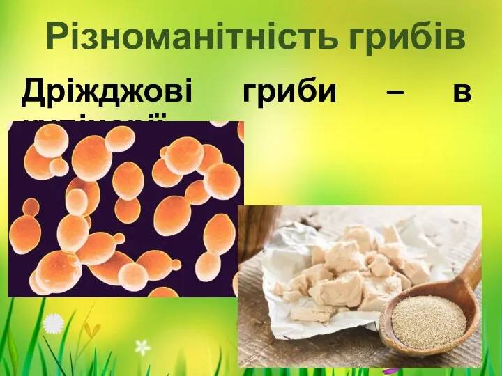 Різноманітність грибів Дріжджові гриби – в кулінарії