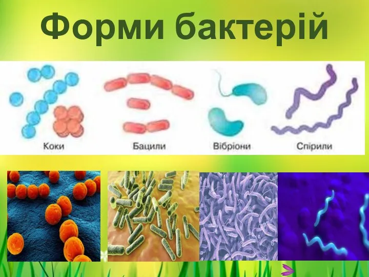 Форми бактерій