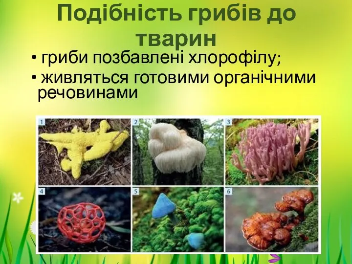 Подібність грибів до тварин гриби позбавлені хлорофілу; живляться готовими органічними речовинами