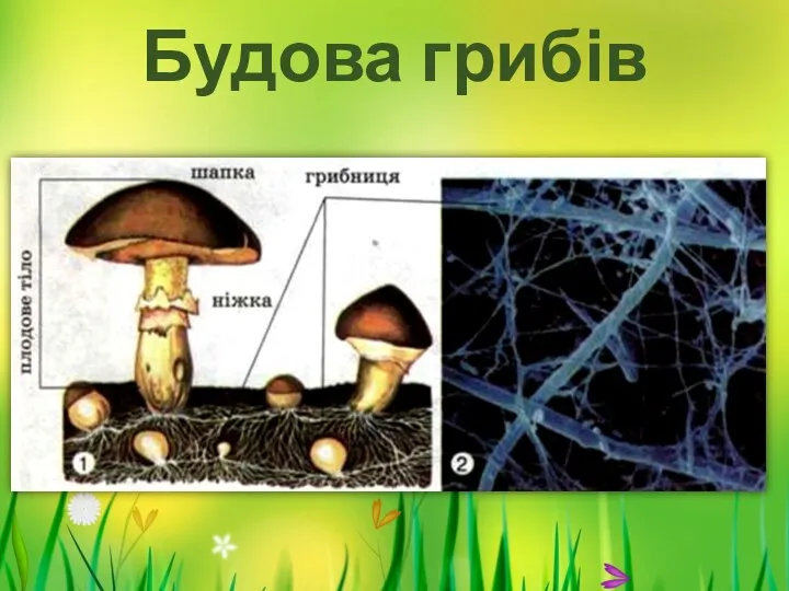 Будова грибів