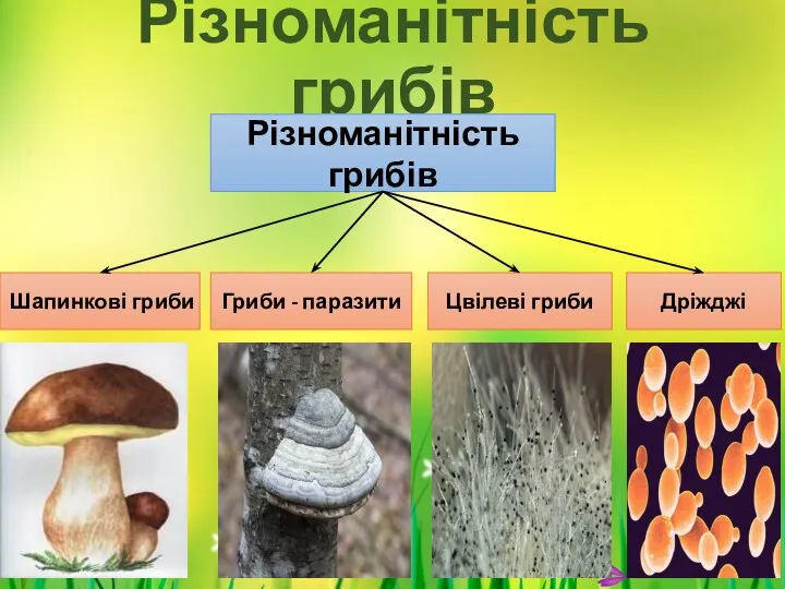 Різноманітність грибів Різноманітність грибів Шапинкові гриби Гриби - паразити Цвілеві гриби Дріжджі