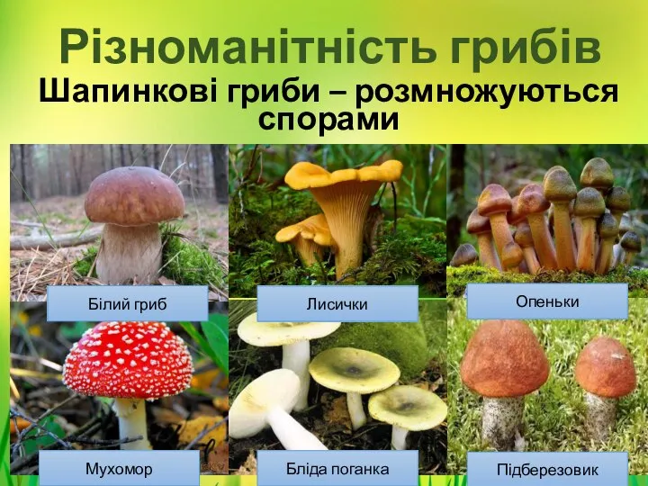 Різноманітність грибів Шапинкові гриби – розмножуються спорами Білий гриб Лисички Опеньки Бліда поганка Мухомор Підберезовик