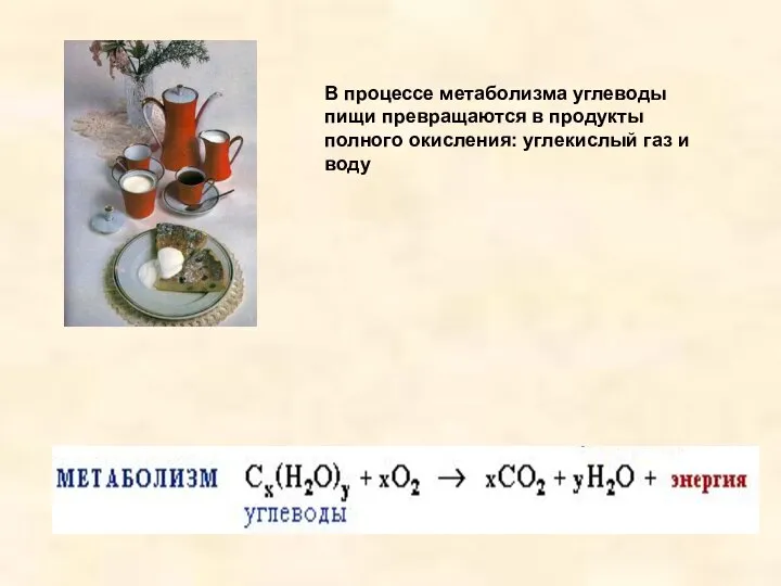 В процессе метаболизма углеводы пищи превращаются в продукты полного окисления: углекислый газ и воду