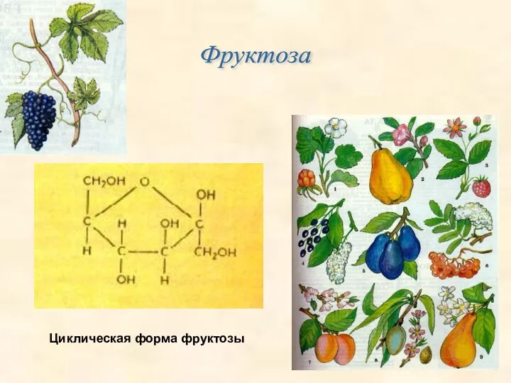 Фруктоза Циклическая форма фруктозы