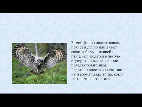 Зимой филин делает запасы: прячет в дупло или в снег свою добычу