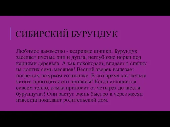 СИБИРСКИЙ БУРУНДУК Любимое лакомство - кедровые шишки. Бурундук заселяет пустые пни и