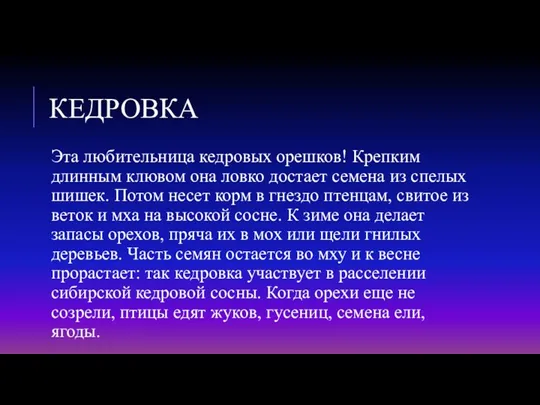 КЕДРОВКА Эта любительница кедровых орешков! Крепким длинным клювом она ловко достает семена