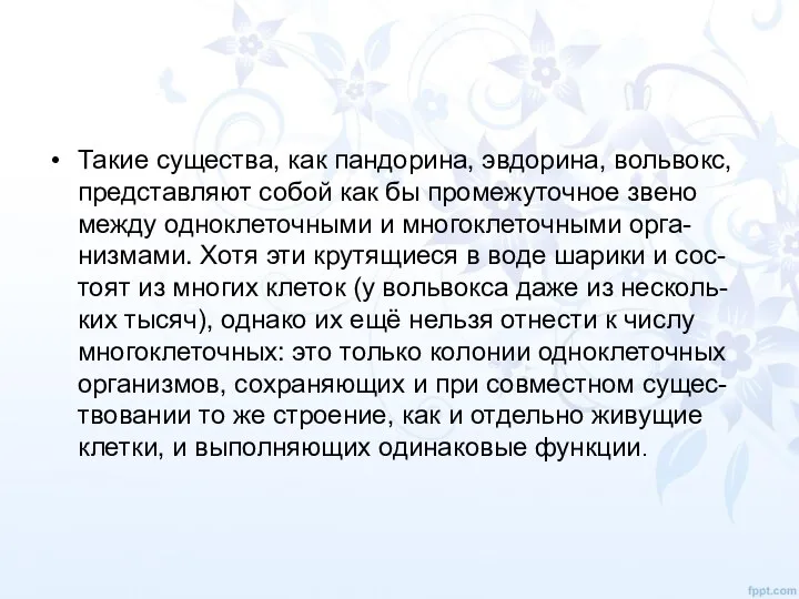 Такие существа, как пандорина, эвдорина, вольвокс, представляют собой как бы промежуточное звено