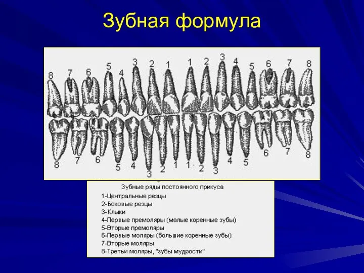 Зубная формула