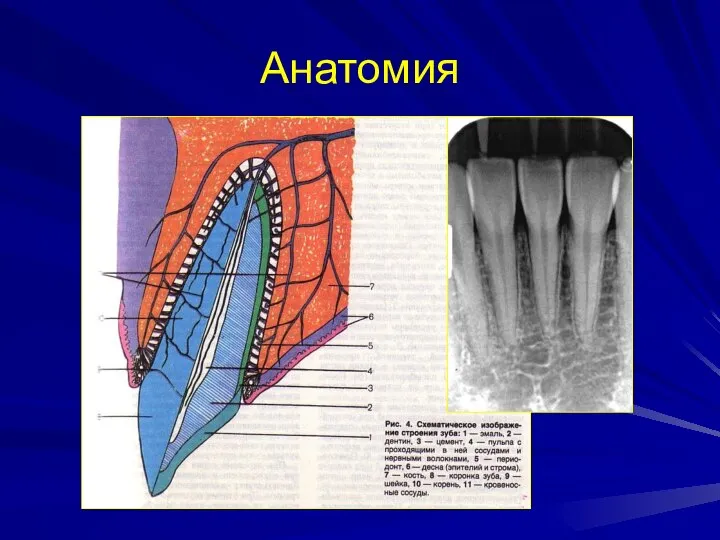 Анатомия 8 9 10 11