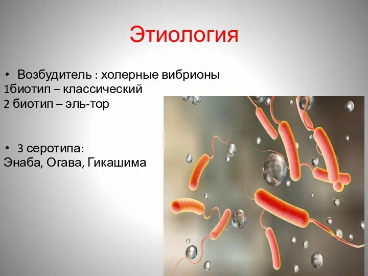 Этиология Возбудитель : холерные вибрионы 1биотип – классический 2 биотип – эль-тор