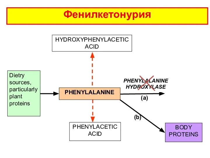 HYDROXYPHENYLACETIC ACID PHENYLACETIC ACID Фенилкетонурия