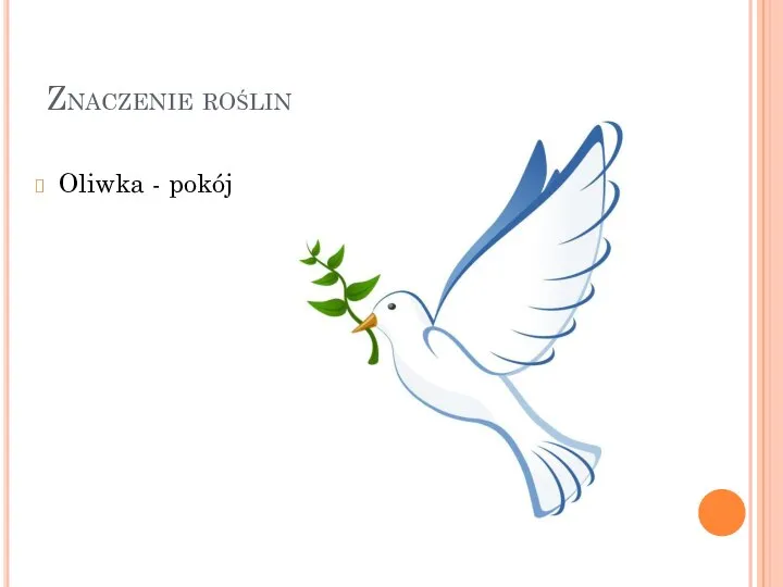 Znaczenie roślin Oliwka - pokój