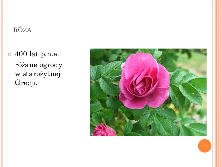 róża 400 lat p.n.e. różane ogrody w starożytnej Grecji.