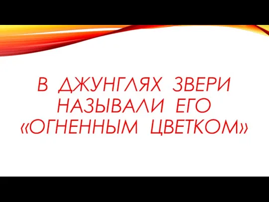 В ДЖУНГЛЯХ ЗВЕРИ НАЗЫВАЛИ ЕГО «ОГНЕННЫМ ЦВЕТКОМ»