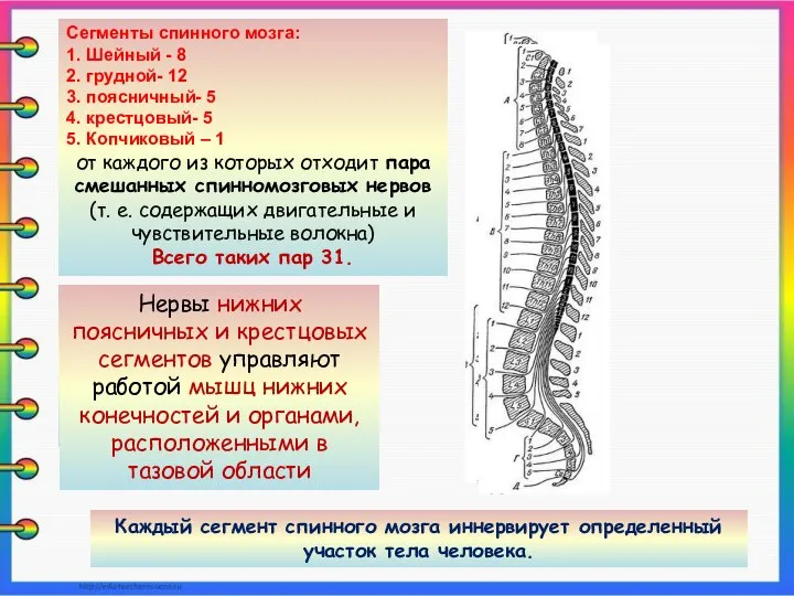 Сегменты спинного мозга: 1. Шейный - 8 2. грудной- 12 3. поясничный-