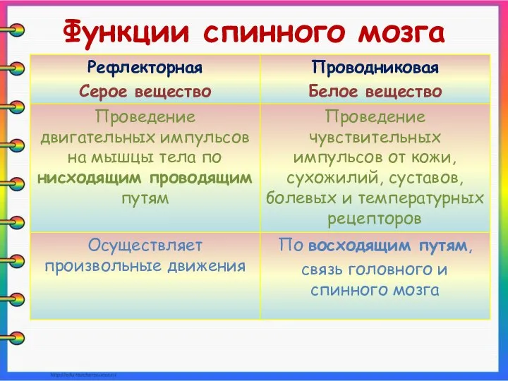 Функции спинного мозга