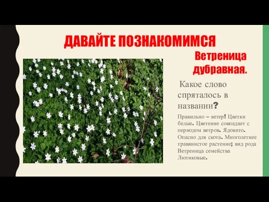 ДАВАЙТЕ ПОЗНАКОМИМСЯ Ветреница дубравная. Какое слово спряталось в названии? Правильно – ветер!