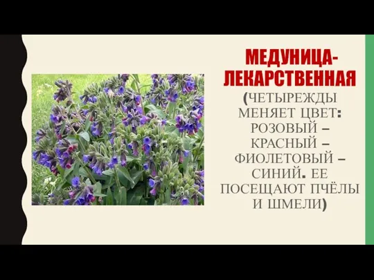 МЕДУНИЦА-ЛЕКАРСТВЕННАЯ (ЧЕТЫРЕЖДЫ МЕНЯЕТ ЦВЕТ: РОЗОВЫЙ – КРАСНЫЙ – ФИОЛЕТОВЫЙ – СИНИЙ. ЕЕ ПОСЕЩАЮТ ПЧЁЛЫ И ШМЕЛИ)