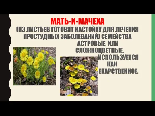 МАТЬ-И-МАЧЕХА (ИЗ ЛИСТЬЕВ ГОТОВЯТ НАСТОЙКУ ДЛЯ ЛЕЧЕНИЯ ПРОСТУДНЫХ ЗАБОЛЕВАНИЙ) СЕМЕЙСТВА АСТРОВЫЕ, ИЛИ СЛОЖНОЦВЕТНЫЕ. ИСПОЛЬЗУЕТСЯ КАК ЛЕКАРСТВЕННОЕ.