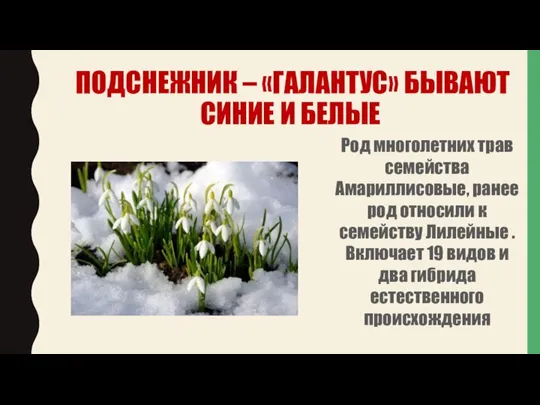 ПОДСНЕЖНИК – «ГАЛАНТУС» БЫВАЮТ СИНИЕ И БЕЛЫЕ Род многолетних трав семейства Амариллисовые,