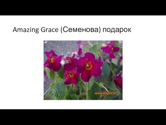 Amazing Grace (Семенова) подарок