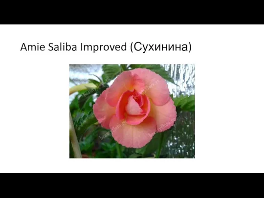 Amie Saliba Improved (Сухинина)