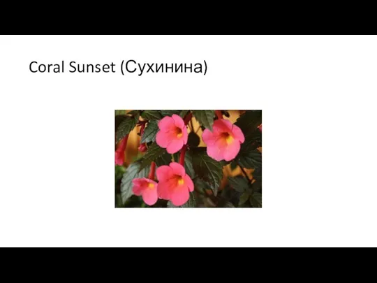 Coral Sunset (Сухинина)