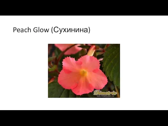 Peach Glow (Сухинина)