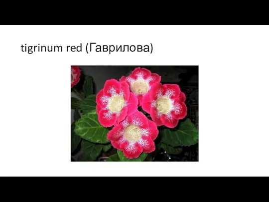 tigrinum red (Гаврилова)