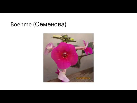 Boehme (Семенова)