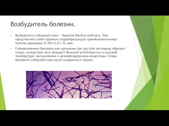 Возбудитель болезни. Возбудитель сибирской язвы — бацилла Bacillus anthracis. Она представляет собой