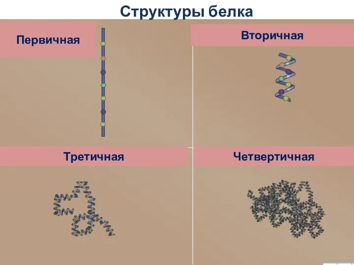 Структуры белка Первичная Четвертичная Третичная Вторичная