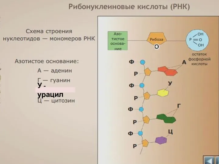 У - урацил