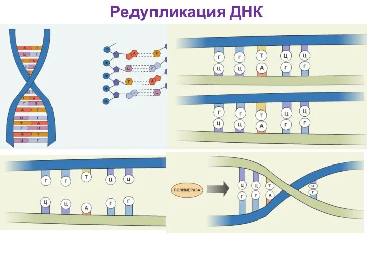 Редупликация ДНК