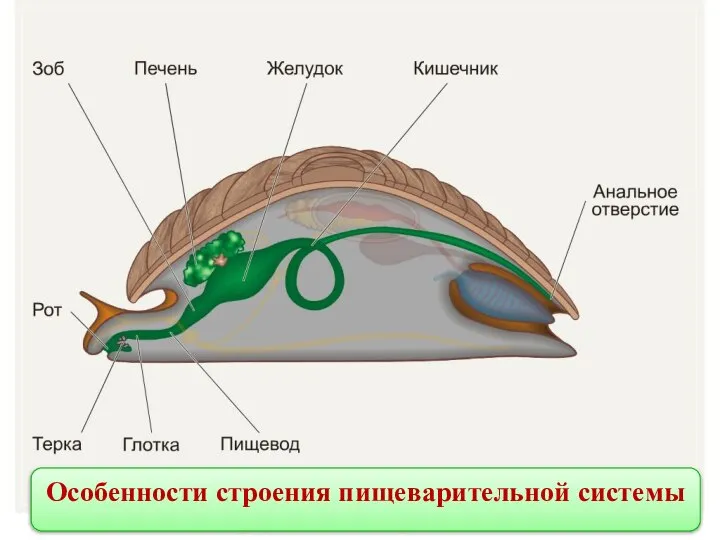 Особенности строения пищеварительной системы