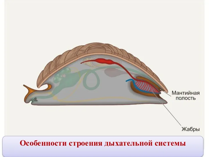 Особенности строения дыхательной системы