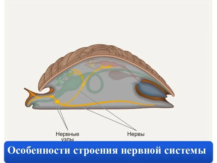 Особенности строения нервной системы