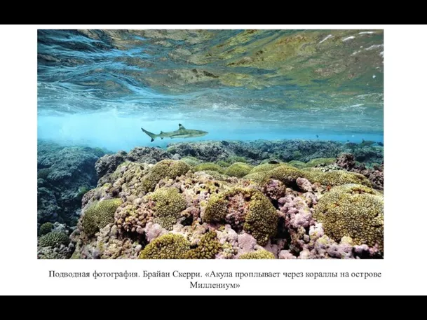 Подводная фотография. Брайан Скерри. «Акула проплывает через кораллы на острове Миллениум»