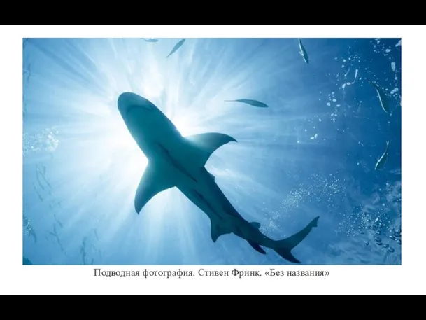 Подводная фотография. Стивен Фринк. «Без названия»